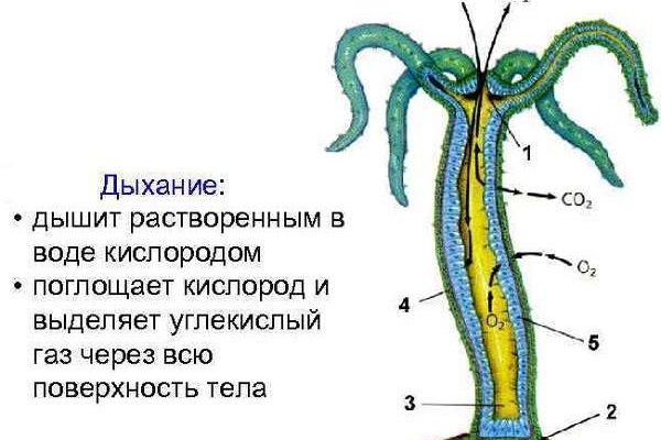 Kraken 24 top