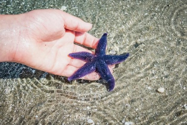 Kraken darknet зеркала кракен обход
