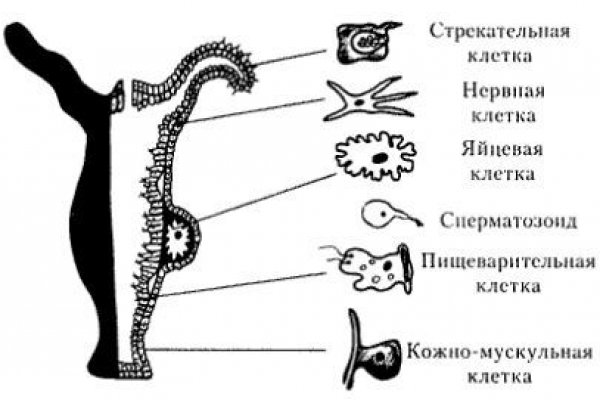 Рабочее зеркало на кракен